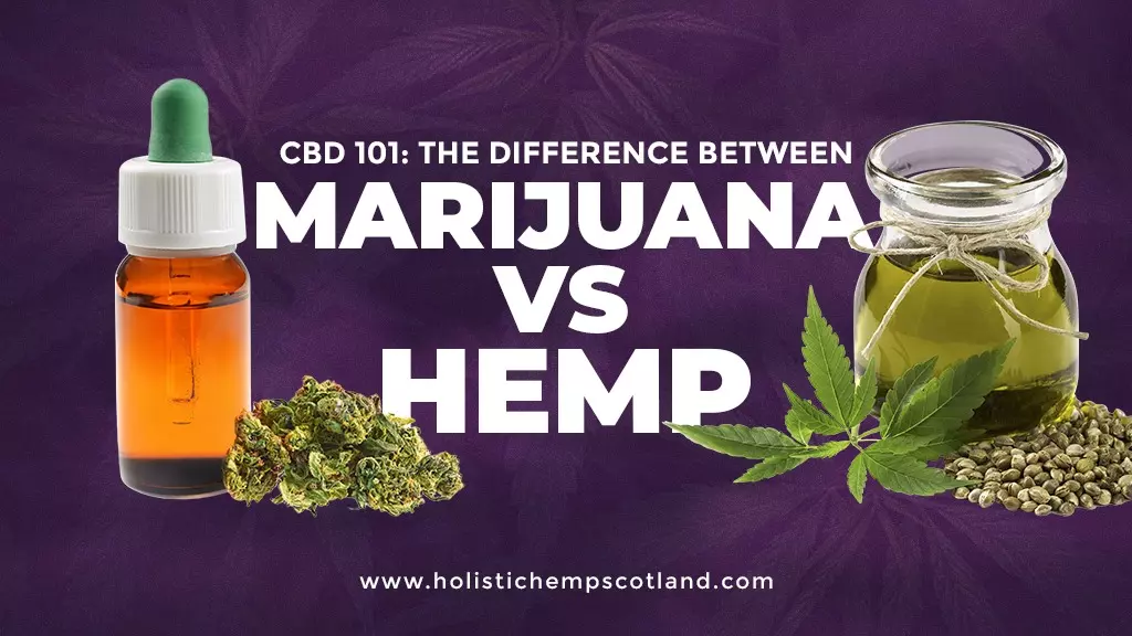 CBD 101: Difference Between Marijuana & Hemp CBD - Holistic Hemp Scotland