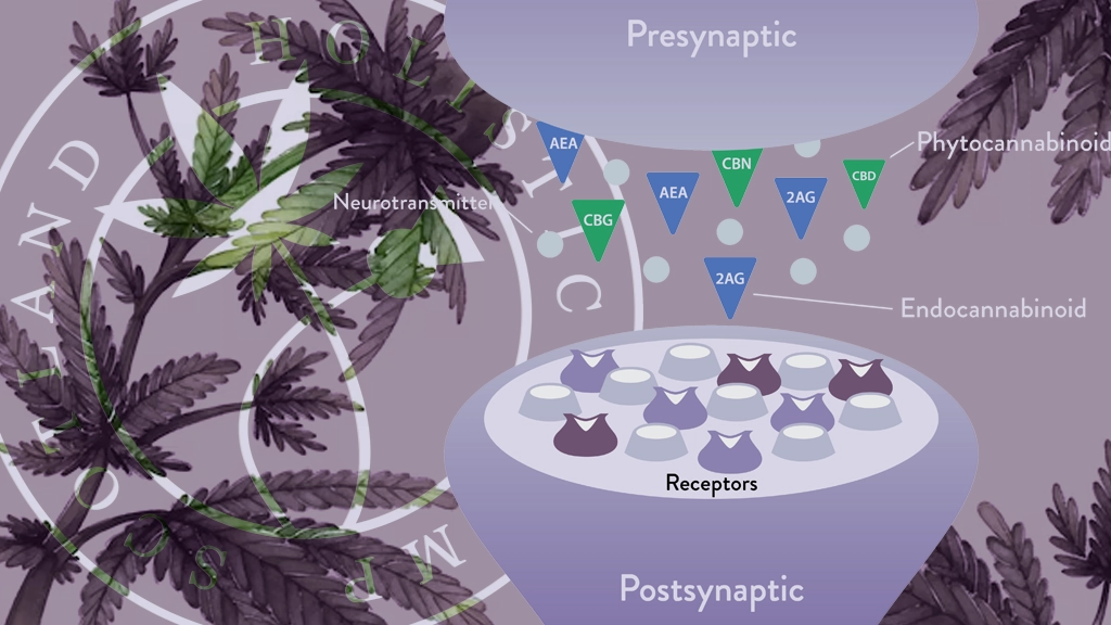 Understanding The Endocannabinoid System (ECS): The Key To Health And Wellness